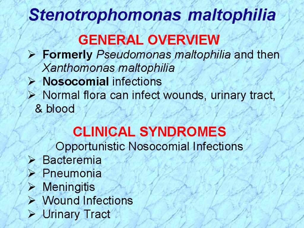 Stenotrophomonas maltophilia